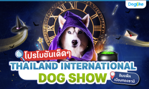 ѹ! THAILAND INTERNATIONAL DOG SHOW 2024