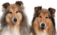 ઴ŹԾ͡  - Shetland Sheepdog