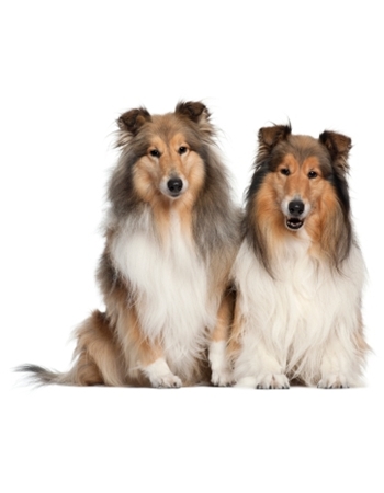 ઴ŹԾ͡  - Shetland Sheepdog