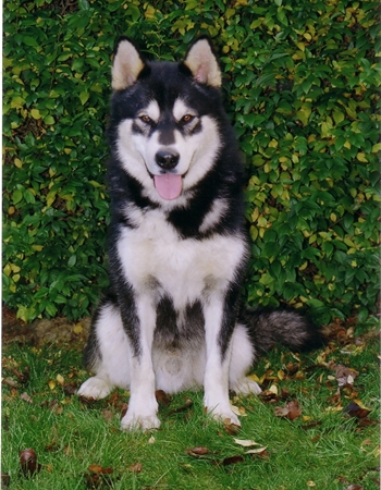 ʡѹ Ƿ - Alaskan Malamute