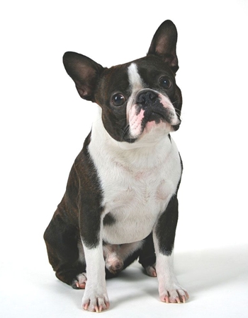 ʵѹ  - Boston Terrier