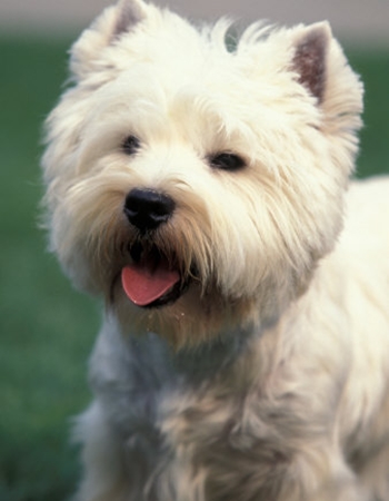ʵ  - Westie Terrier