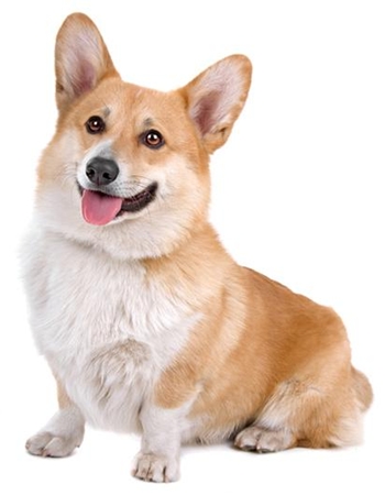 ä   - Pembroke Welsh Corgi