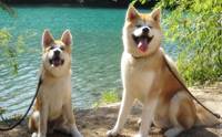 ҤԵ Թ - Japanese Akita Inu