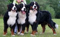  ҹ෹͡ - Bernese Mountain Dog