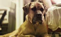 ҷ Ϳԡѹ ʷԿ () - South African Mastiff (Boerboel)