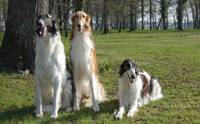  - Borzoi