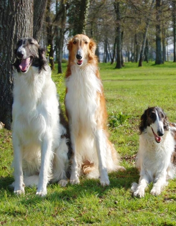  - Borzoi