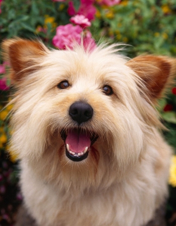 ù - Cairn Terrier