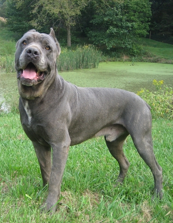 ह  - Cane Corso