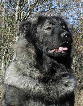 ¹ ા - Caucasian Shepherd