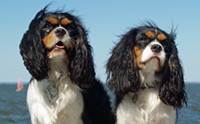  ԧ   - Cavalier King Charles Spaniel