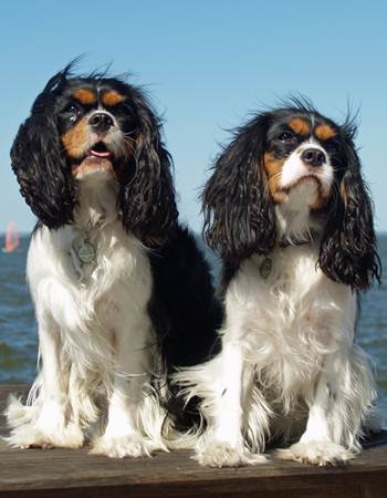  ԧ   - Cavalier King Charles Spaniel