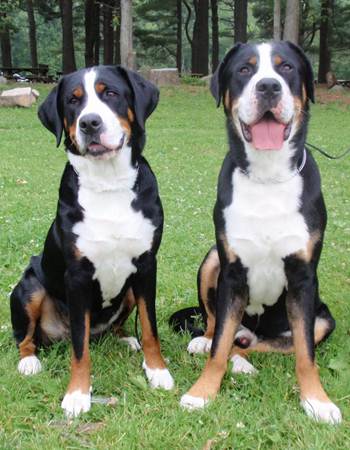 ÷  ҹ෹͡ - Greater Swiss Mountain Dogs