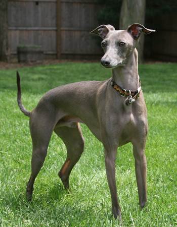 Ե¹ Ǵ - Italian Greyhound