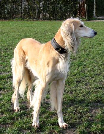 ١ - Saluki