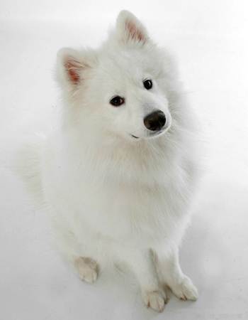 ´ - Samoyed