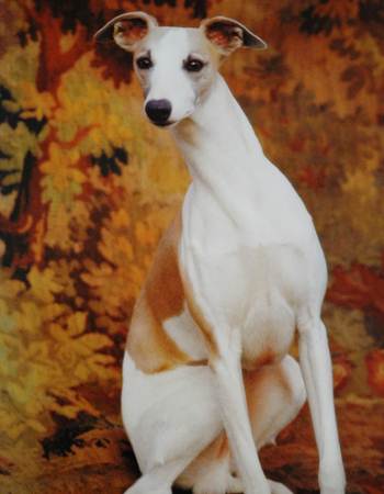 Ի - Whippet