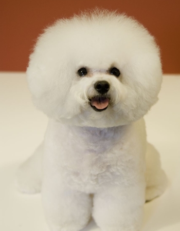 Ԫͧ  - Bichon Frisé