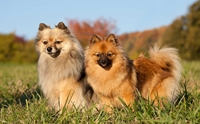 ѹ ʻԵ  - German Spitz