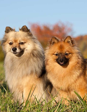 ѹ ʻԵ  - German Spitz