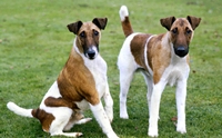 ٸ ͡  - Smooth Fox Terrier