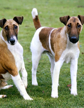 ٸ ͡  - Smooth Fox Terrier