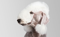 ິԧѹ  - Bedlington Terrier