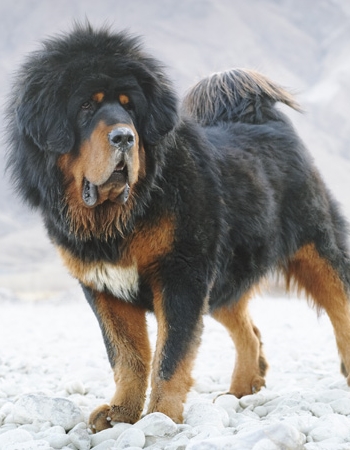 ີѹ ʷԿ - Tibetan Mastiff