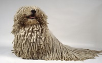 ͹  - Komondor