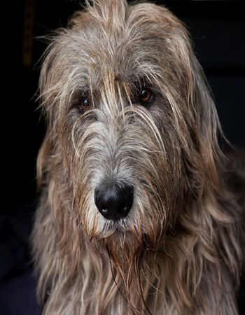 Ԫ ǹ  - Irish Wolfhound