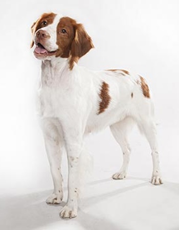 Եҹ - Brittany Spaniel