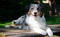 ¹ ા  - Australian Shepherd