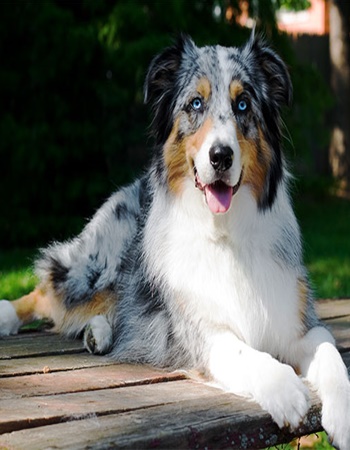 ¹ ા  - Australian Shepherd