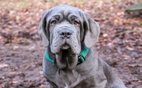 ¹ ʷԿ  - Neapolitan Mastiff