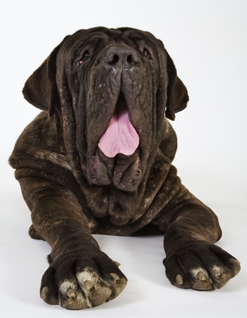 ¹ ʷԿ  - Neapolitan Mastiff