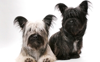 ʡ  - Skye Terrier