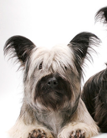 ʡ  - Skye Terrier