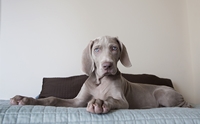  - Weimaraner