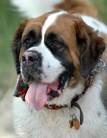 ૹ - St. Bernard 