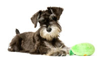  - Schnauzer