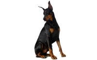  - Doberman Pinscher