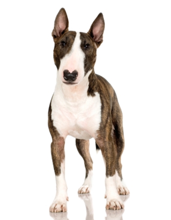  - Bull Terrier