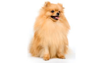 ¹ - Pomeranian