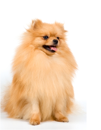 ¹ - Pomeranian