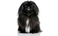 ѡ - Pekingese