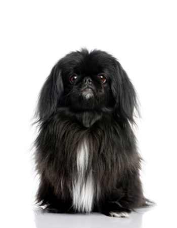 ѡ - Pekingese