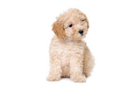 ش - Poodle