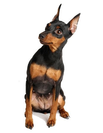 Թ - Miniature Pinscher