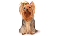  - Yorkshire Terrier